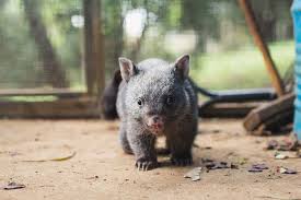 Image result for Common wombat