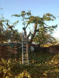 Wann kirschbaum schneiden , anleitung: Kirschbaum Verkleinern Landtreff