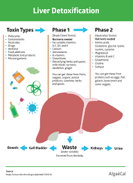 Liver Detoxification Phases Healthy Liver Detox Algaecal Liver Detoxification How To Detox Your Body Naturally Liver Health