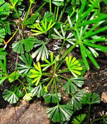 Image result for Antherotoma angustifolia