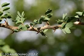 Image result for Acacia mellifera