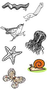 Animal Phylum Matching Animals Like Animals Marine Animals