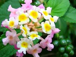 Image result for Lantana rugosa
