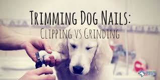 clipping vs grinding dog nails should