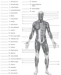 Human muscle system, the muscles of the human body that work the skeletal system, that are under voluntary control, and that are concerned with the following sections provide a basic framework for the understanding of gross human muscular anatomy, with descriptions of the large muscle groups. Identify The Lettered Muscles In The Diagram Of The Hum Chegg Com
