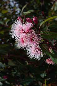 Softly Softly Eucalyptus Ficifolia Fairy Floss Grafted Mallee Design Australian Native Plants Australian Garden Design Australian Native Garden