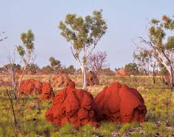 Mornington Wildlife Sanctuary Wa Termite Mounds Wildlife Sanctuary Western Australia Visit Australia