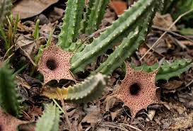 Image result for Huernia hislopii