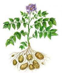 Image result for Solanum tuberosum