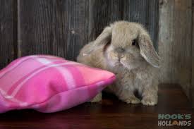 Pin By Mango Hase On Bunny Love Bunny Beds Bunny Care Bunny