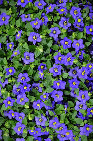 Image result for Exacum