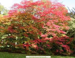 Maybe you would like to learn more about one of these? Acer Japonicum Indian Summer Indian Summer