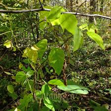Image result for Amphicarpaea africana
