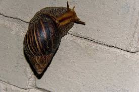 Giant african land snails eat nearly constantly in the wild. From Pet To Threat The Giant African Snail