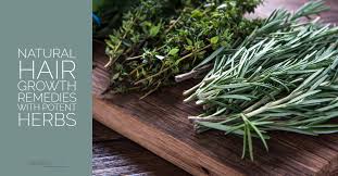 Comfrey is one of the best herbs for hair growth and its extract is used for detangling hair. Natural Hair Growth Remedies With Potent Herbs Sandra Bloom