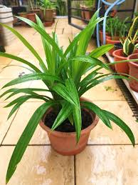 Pandanus amaryllifolius is the culinary pandan that we know. Pandan Leaves Plant Furniture Home Living Gardening Plants Seeds On Carousell