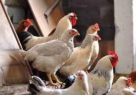 Check out chickens roosters on ebay. The Secrets Of Chicken Flocks Pecking Order Modern Farmer