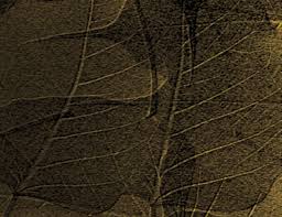 Image result for Christella gueinziana