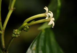 Image result for Morinda lucida