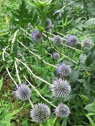 この花の名前なんていうの 青い球形の花 葉はアザミに似ているよ ヒゴタイ 平江帯