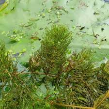 Image result for Ceratophyllum muricatum