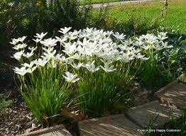 White Rain Lilies In Full Bloom Bulb Hunter Blog Lily Plants Rain Lily Edging Plants