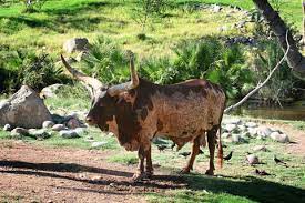 Ankole Longhorn Cattle Bos Indicus Bos Taurus Desertusa
