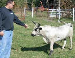 31 Farm Aminals Ideas Aminals Animals Cattle