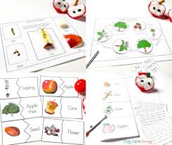 For you to know, there is another 31 similar photographs of apple life cycle coloring pages that theron kovacek uploaded you can see below Apple Life Cycle Worksheets