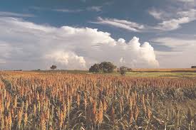 Sandy sure shot food plot mix. Ten Pheasant Food Plot Questions Answered