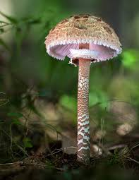 Yeasts, molds, and mushrooms are examples of fungi. Notebook Parasol Giant Mushroom Mushrooms Fungi Fungus Wild Pages Press 9781689455923 Amazon Com Books