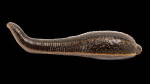 A bloody 19th-century health craze almost drove these creatures extinct |  National Geographic