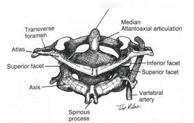 The ligaments connecting the bones are: Atlantoaxial Joint Diagram Quizlet