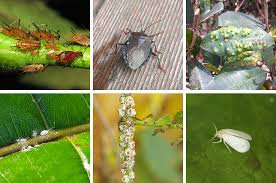 Learn how to control garden pests organically so you protect the environment while you make sure you get the best harvest. What S That Pest Or Disease Flower Power