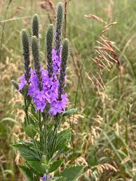 Image result for Verbenaceae