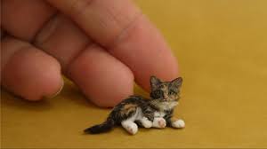 A 2006 new york times article says, essentially, we've evolved to have a strong weakness for human babies. Omg So Cute Best Funny Cats Compilation Youtube