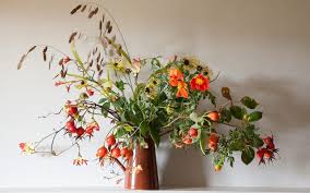 Image result for Grona stolzii