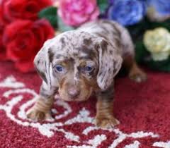 #for sale #dachshund puppies #dachshund pup #dachshund #looking #adopting #puppies #puppy #pup #md #va #pa #oh #de #nj #east coast #very interested #doxie #doxen #weiner. Mini Dachshund Puppies For Sale Virginia Beach Virginian Richmond 1270 Diamond Springs Rd Ste 102 Virginia Beach Animal Pet