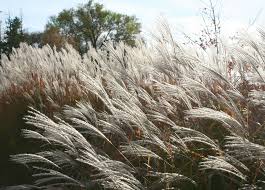 Check spelling or type a new query. 4 Ways To Clear Ornamental Grasses And How To Manage Their Growth Garden And Happy