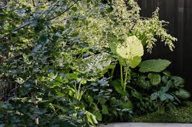 Image result for Ficus obliqua