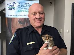 To adopt a kitten from the human society.your looking at around $200. Animal Shelters Alberta Spca