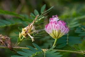 Image result for Fabaceae subfamily Mimosoideae
