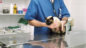 After your dog or cat has had surgery (no matter how old or young they are) you must keep them restricted for fourteen days. Is A Belly Lump Normal In Cats After Spay Surgery