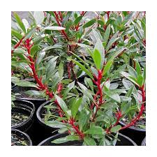 Image result for Landolphia lanceolata