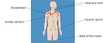 How To Check Your Lymph Nodes Skin Support