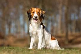 The baroness von hardenbroek von ammerstol saved the kooikerhondje from extinction in 1939. Nederlandse Kooikerhondje Hunderasse Mit Bild Info Temperament Charakteristiken Und Fakten