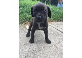 Jack russel puppies $600 (cleves) pic hide this posting restore restore this. Labrador Retriever Puppy For Sale By Ownerohio Puppies For Sale Near Me