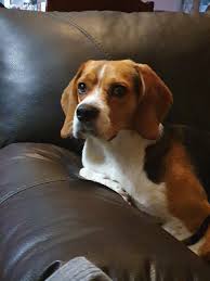 Black And Brown Beagle Puppy Spike Is Watching You The Most Adorable Beagle Pup Ever 3 In 2020 Beagle Breeds Mixed Breed Dogs Cute Little Puppies