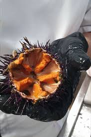 Oursins Du Dimanche Fruits De Mer Poissonnerie Oursin