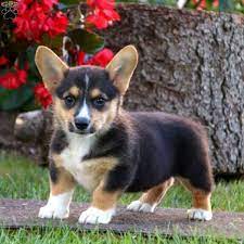 Bubbles Pembroke Welsh Corgi Puppy For Sale In Pennsylvania Welsh Corgi Puppies Pembroke Welsh Corgi Puppies Corgi Puppies For Sale